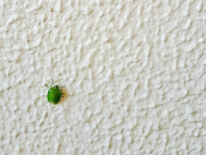 カメムシ
